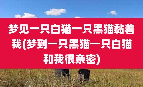 梦见一只白猫一只黑猫黏着我(梦到一只黑猫一只白猫和我很亲密)