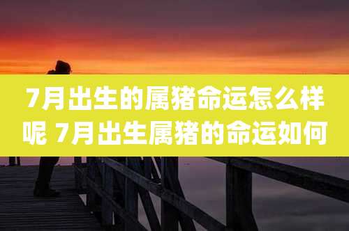 7月出生的属猪命运怎么样呢 7月出生属猪的命运如何