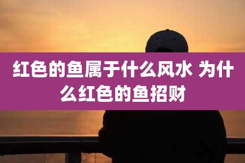 红色的鱼属于什么风水 为什么红色的鱼招财