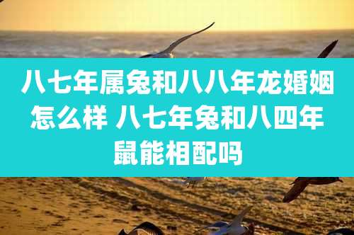 八七年属兔和八八年龙婚姻怎么样 八七年兔和八四年鼠能相配吗