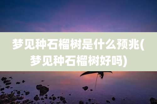 梦见种石榴树是什么预兆(梦见种石榴树好吗)