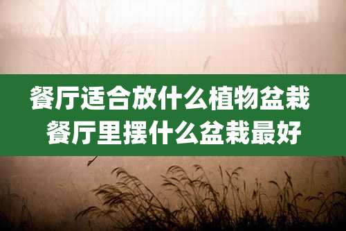 餐厅适合放什么植物盆栽 餐厅里摆什么盆栽最好