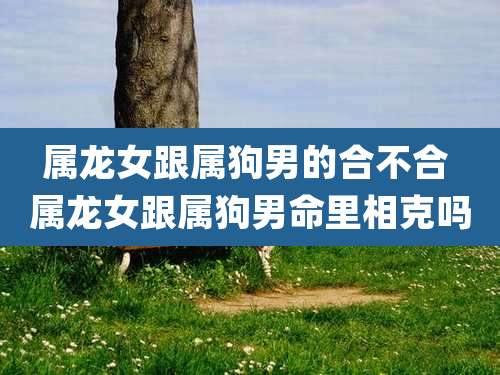 属龙女跟属狗男的合不合 属龙女跟属狗男命里相克吗