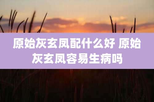 原始灰玄凤配什么好 原始灰玄凤容易生病吗