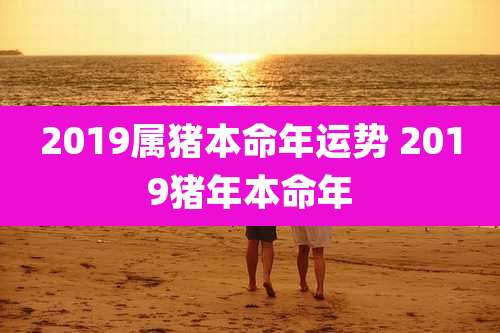2019属猪本命年运势 2019猪年本命年