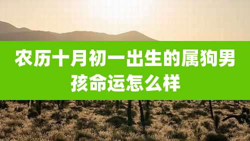 农历十月初一出生的属狗男孩命运怎么样