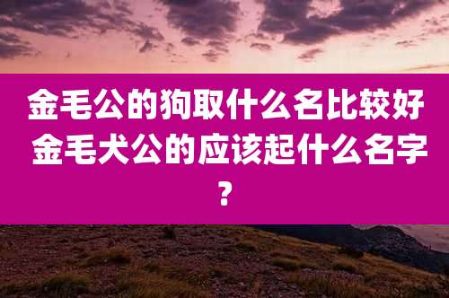 金毛公的狗取什么名比较好 金毛犬公的应该起什么名字?