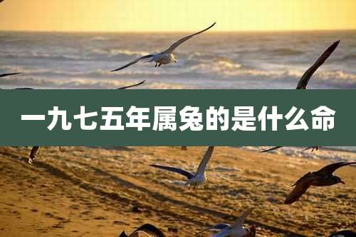 一九七五年属兔的是什么命