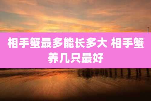 相手蟹最多能长多大 相手蟹养几只最好