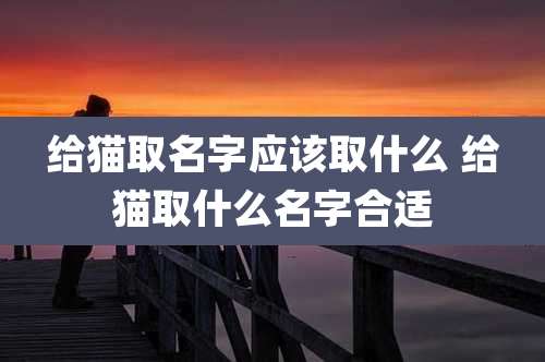 给猫取名字应该取什么 给猫取什么名字合适