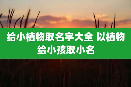 给小植物取名字大全 以植物给小孩取小名