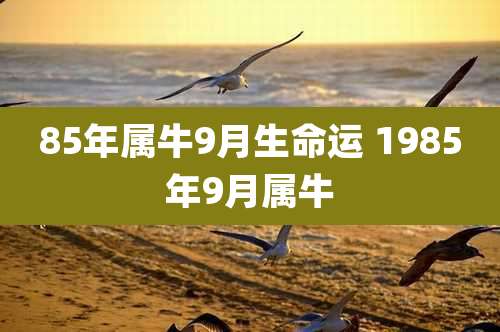 85年属牛9月生命运 1985年9月属牛