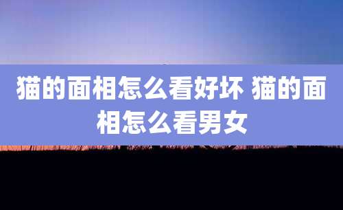 猫的面相怎么看好坏 猫的面相怎么看男女