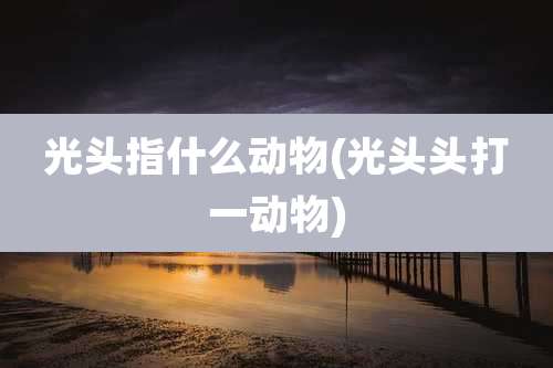 光头指什么动物(光头头打一动物)
