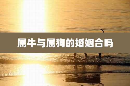 属牛与属狗的婚姻合吗