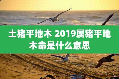 土猪平地木 2019属猪平地木命是什么意思