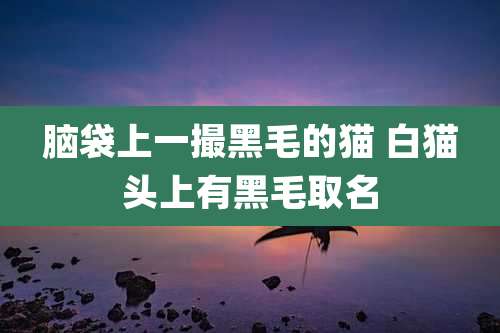 脑袋上一撮黑毛的猫 白猫头上有黑毛取名