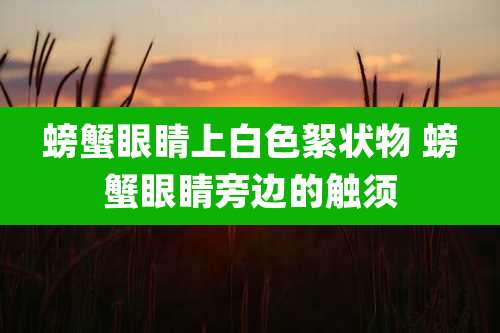 螃蟹眼睛上白色絮状物 螃蟹眼睛旁边的触须