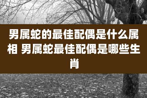 男属蛇的最佳配偶是什么属相 男属蛇最佳配偶是哪些生肖