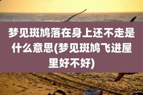 梦见斑鸠落在身上还不走是什么意思(梦见斑鸠飞进屋里好不好)