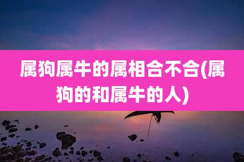 属狗属牛的属相合不合(属狗的和属牛的人)