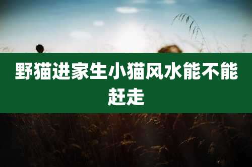 野猫进家生小猫风水能不能赶走