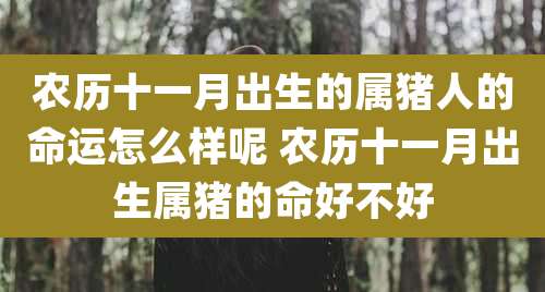 农历十一月出生的属猪人的命运怎么样呢 农历十一月出生属猪的命好不好
