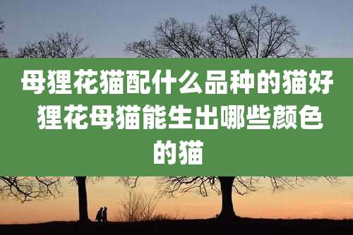 母狸花猫配什么品种的猫好 狸花母猫能生出哪些颜色的猫