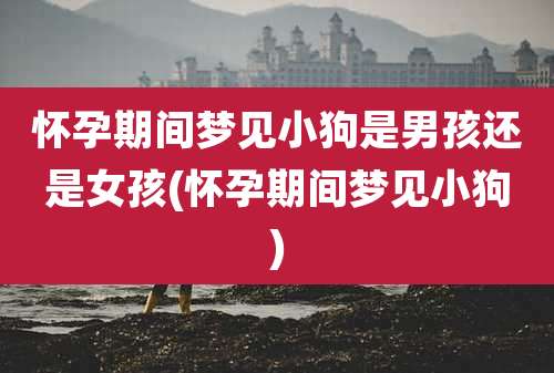 怀孕期间梦见小狗是男孩还是女孩(怀孕期间梦见小狗)