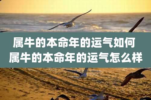 属牛的本命年的运气如何 属牛的本命年的运气怎么样
