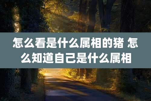 怎么看是什么属相的猪 怎么知道自己是什么属相