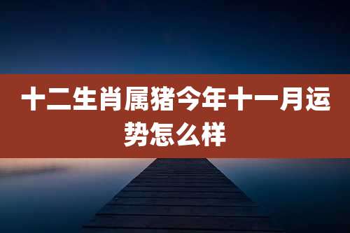 十二生肖属猪今年十一月运势怎么样