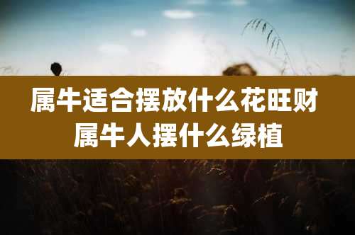 属牛适合摆放什么花旺财 属牛人摆什么绿植