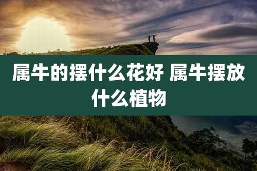 属牛的摆什么花好 属牛摆放什么植物