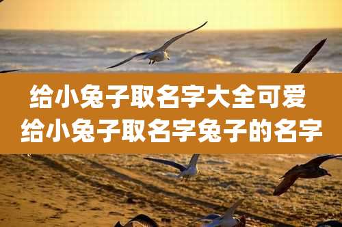 给小兔子取名字大全可爱 给小兔子取名字兔子的名字