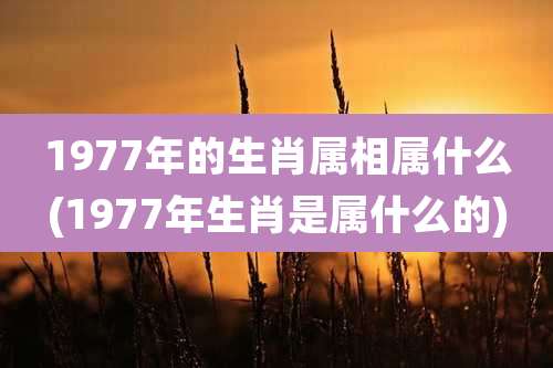 1977年的生肖属相属什么(1977年生肖是属什么的)