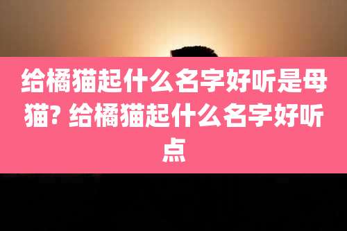 给橘猫起什么名字好听是母猫? 给橘猫起什么名字好听点