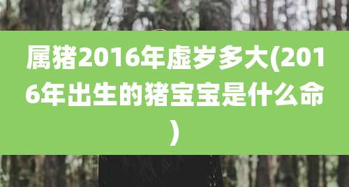 属猪2016年虚岁多大(2016年出生的猪宝宝是什么命)