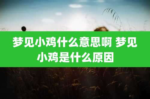 梦见小鸡什么意思啊 梦见小鸡是什么原因