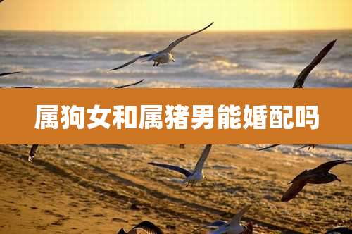 属狗女和属猪男能婚配吗