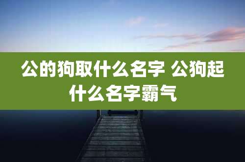 公的狗取什么名字 公狗起什么名字霸气