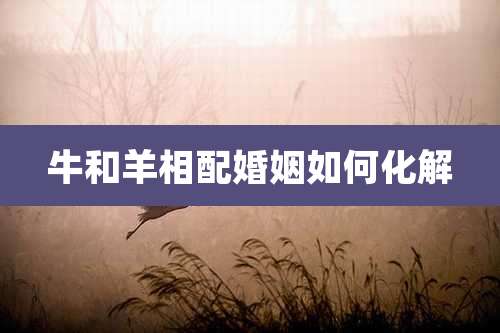 牛和羊相配婚姻如何化解