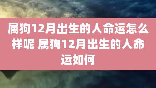 属狗12月出生的人命运怎么样呢 属狗12月出生的人命运如何