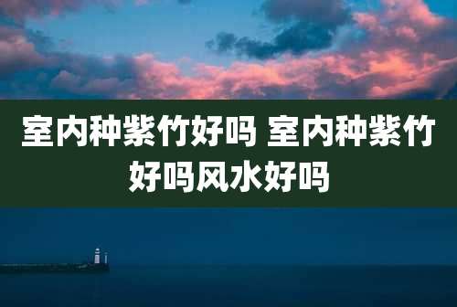 室内种紫竹好吗 室内种紫竹好吗风水好吗