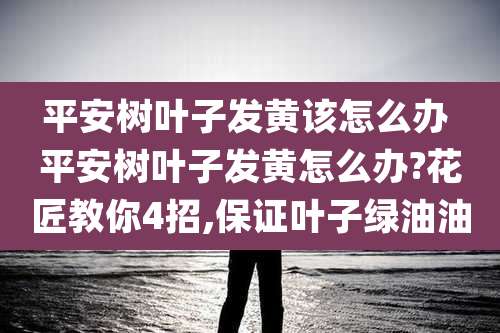 平安树叶子发黄该怎么办 平安树叶子发黄怎么办?花匠教你4招,保证叶子绿油油