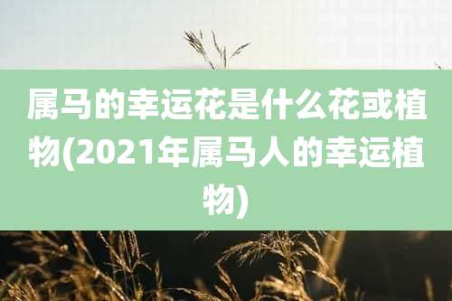 属马的幸运花是什么花或植物(2021年属马人的幸运植物)