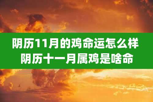 阴历11月的鸡命运怎么样 阴历十一月属鸡是啥命