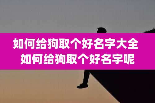 如何给狗取个好名字大全 如何给狗取个好名字呢