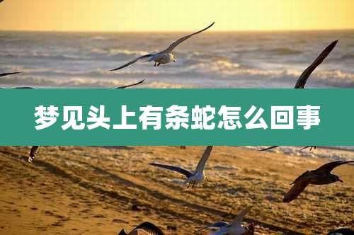 梦见头上有条蛇怎么回事