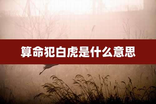 算命犯白虎是什么意思